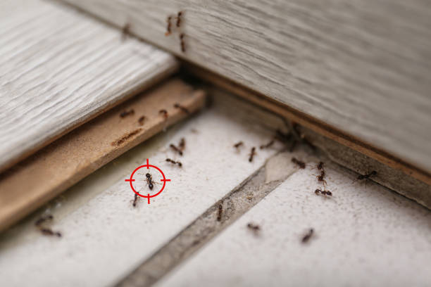 Best Pest Removal Services  in Dianapolis, IN